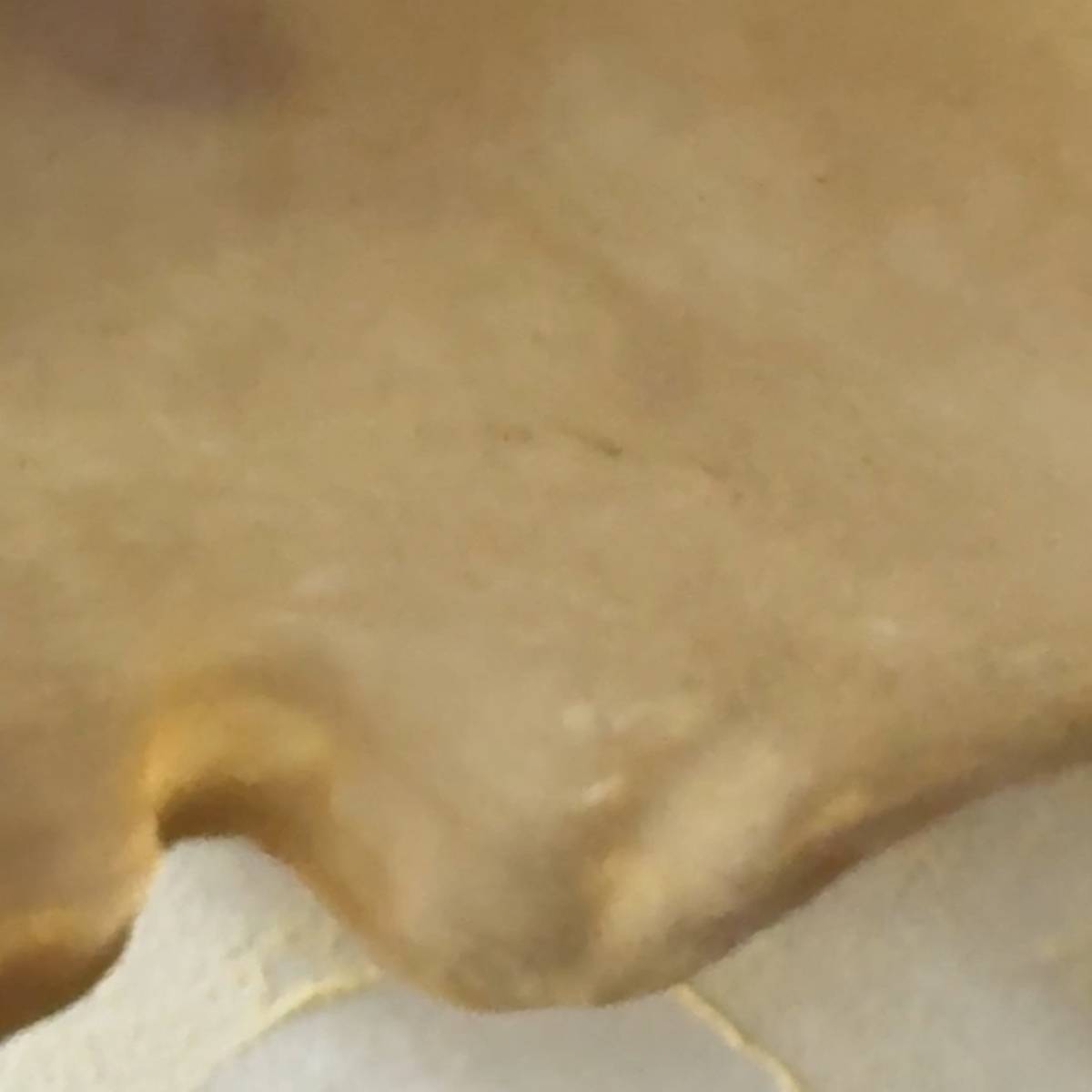 translucid pizza dough