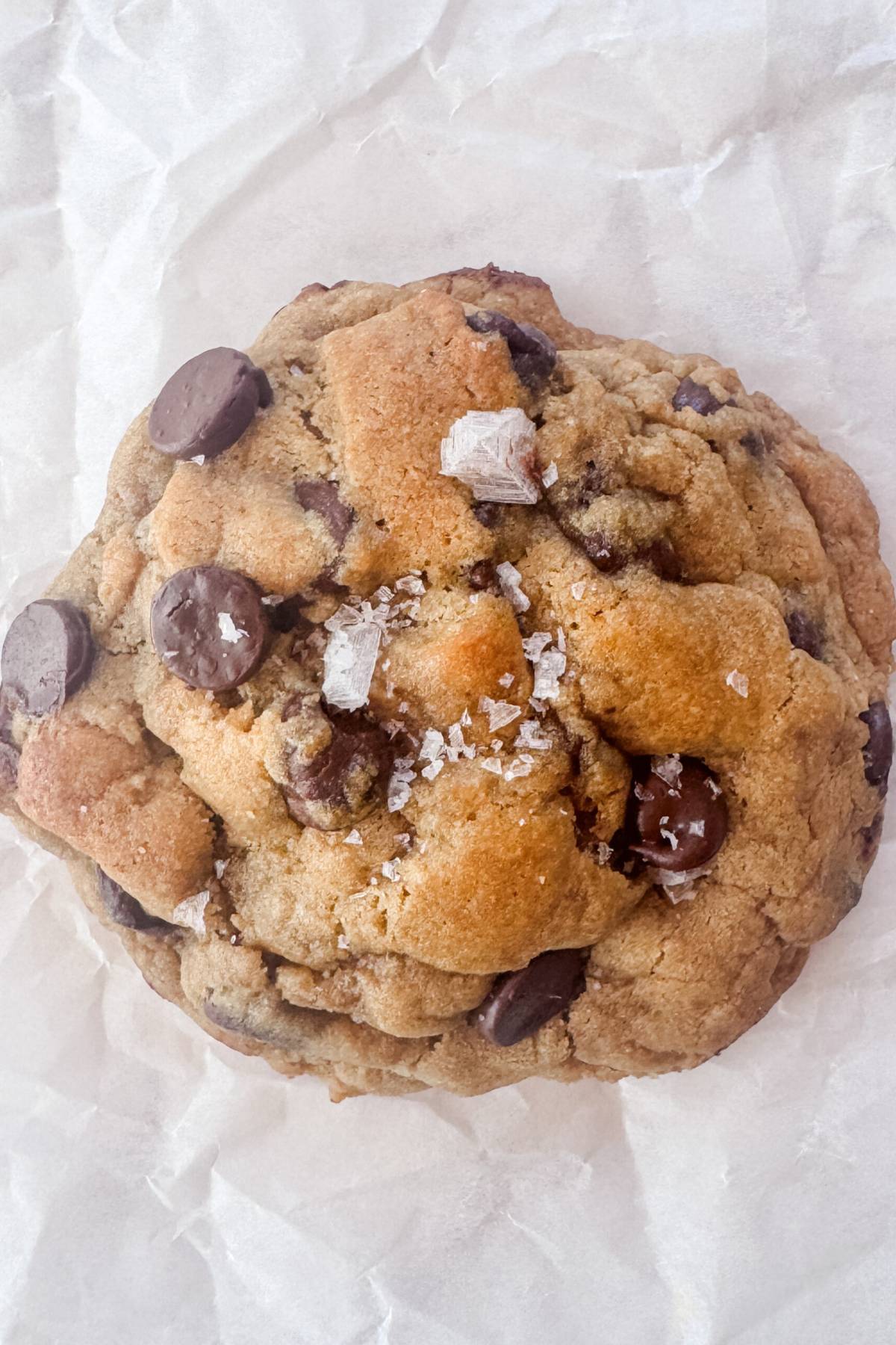 chocolate chip cookie