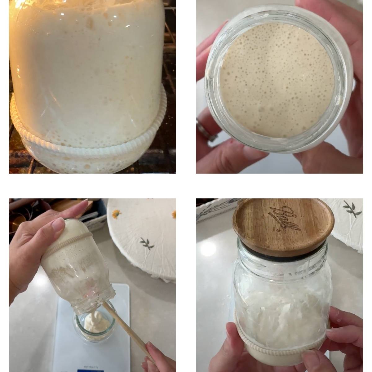 Creating a sourdough starter day 3, morning