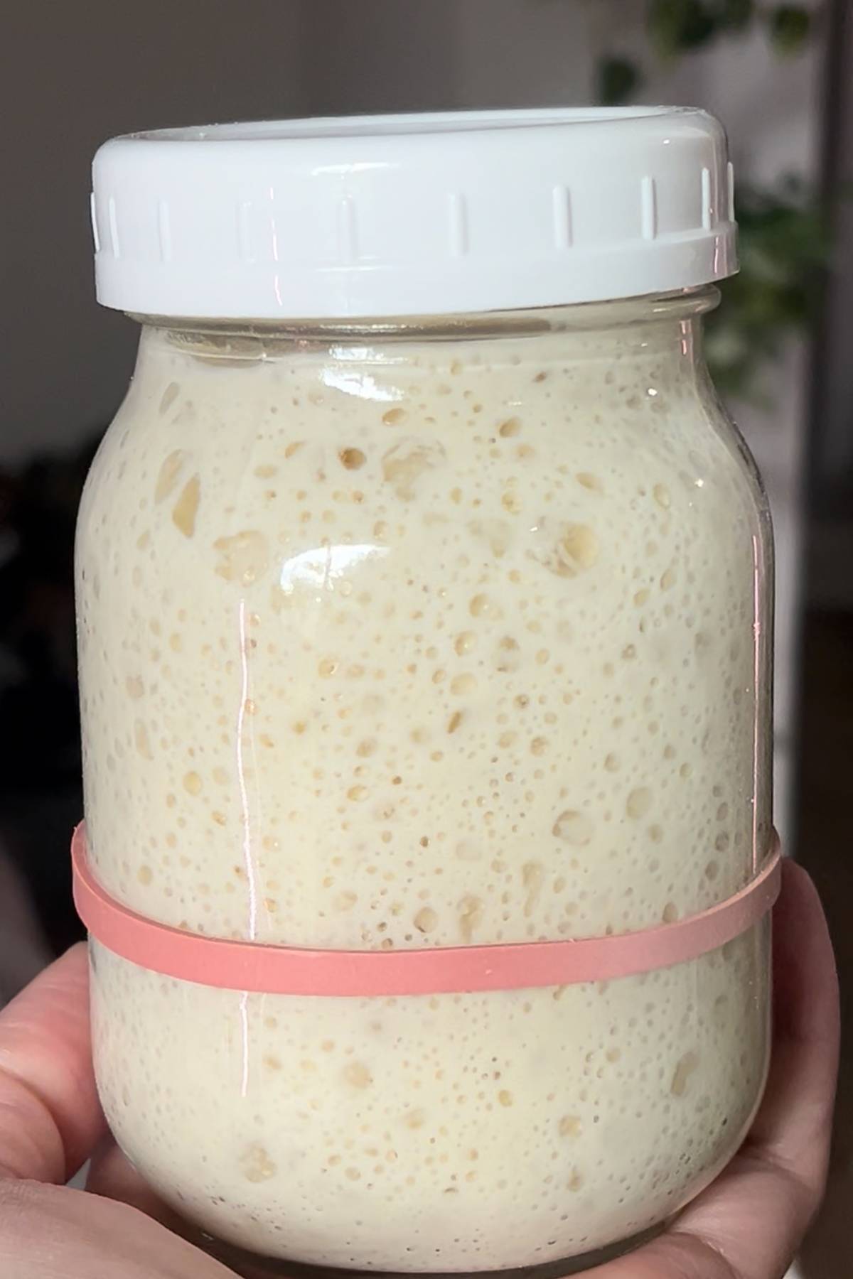 leaf and loaf sourdough starter