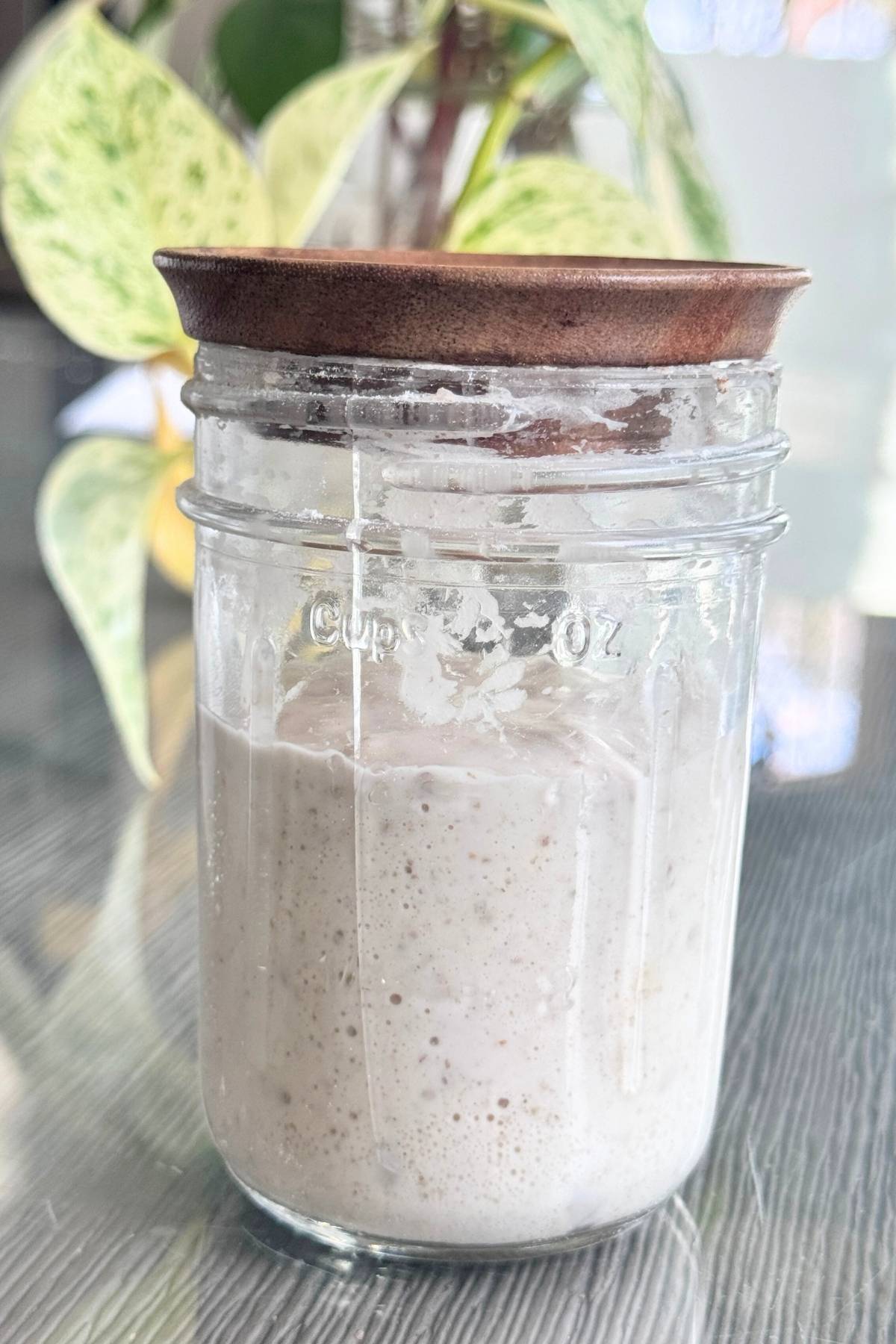 Sourdough starter used to make Pan de Jamon