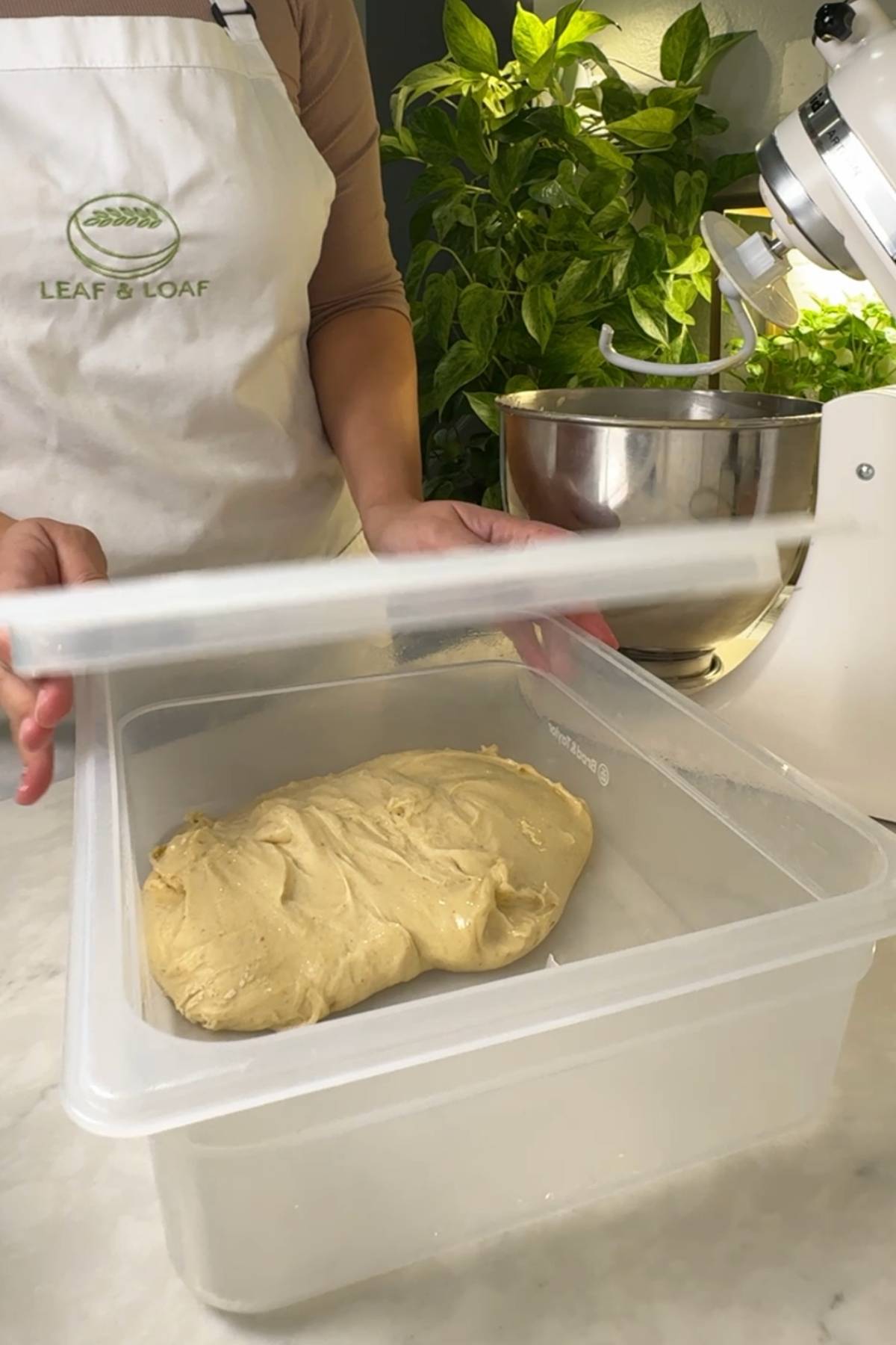 Letting the dough for Sourdough Pan de Jamon do first rise in an oiled container